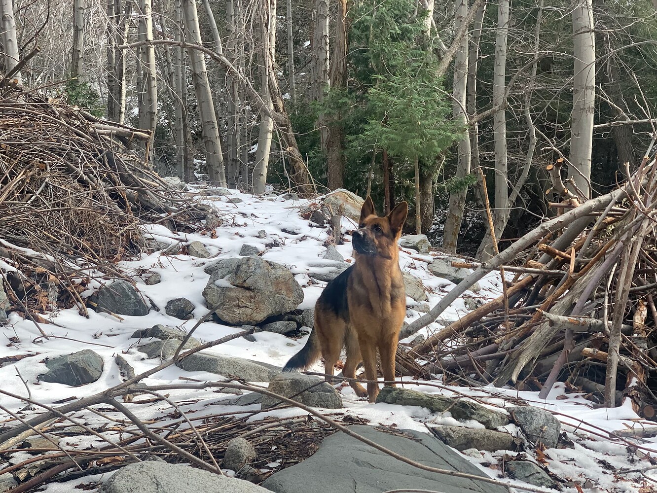 Lucy inspects the snow