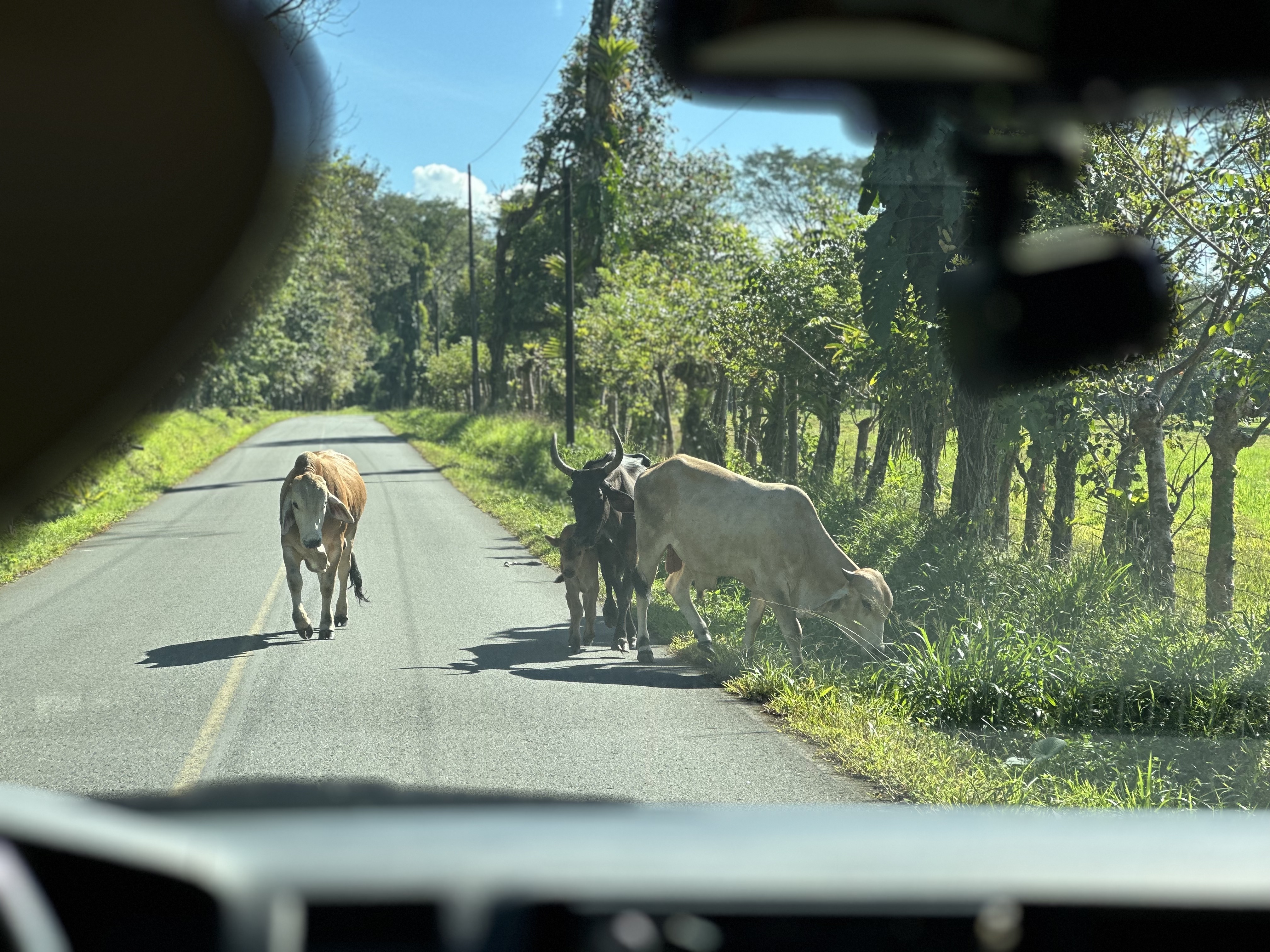 Cows on the road