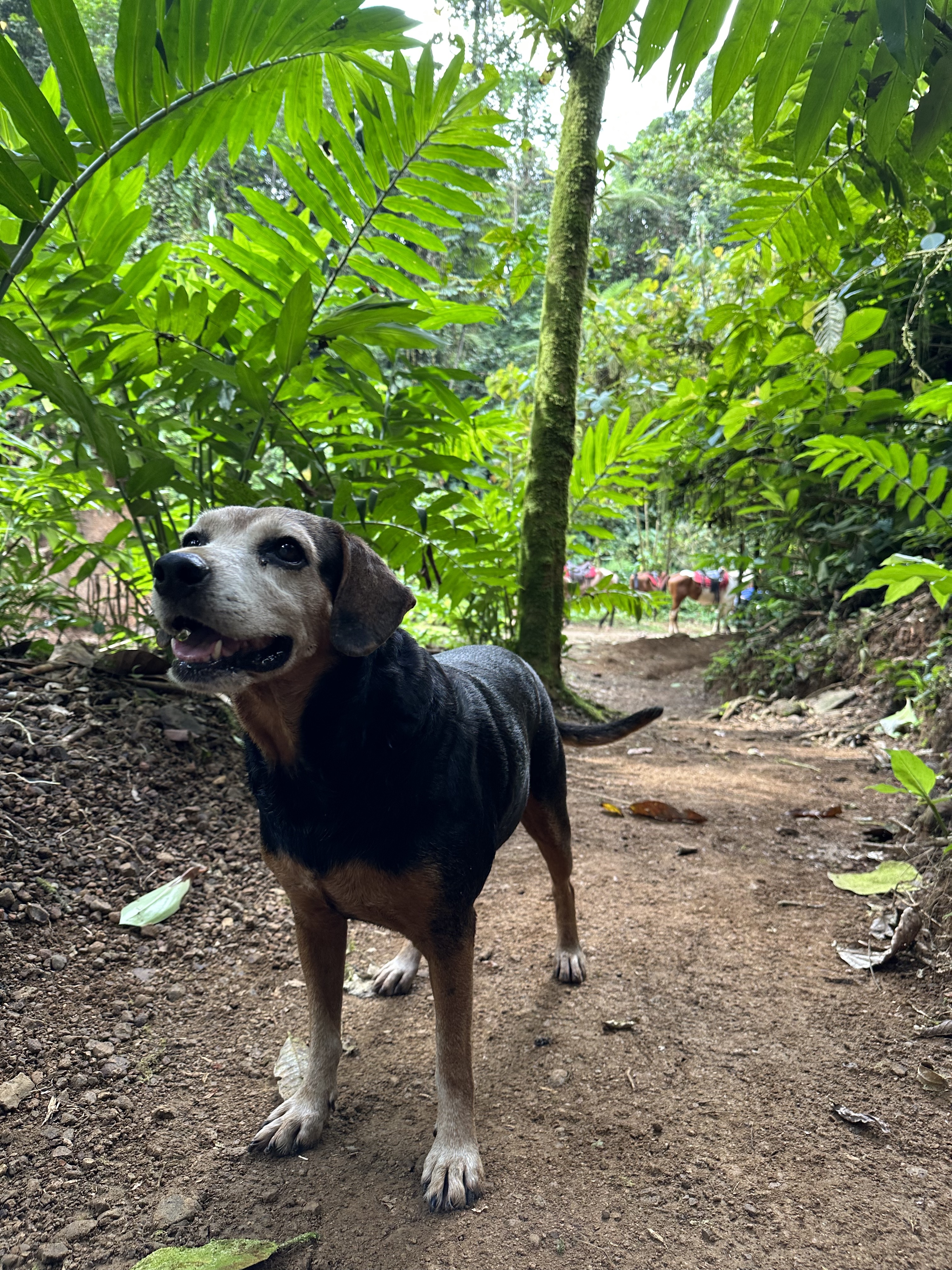 Dog in horseride