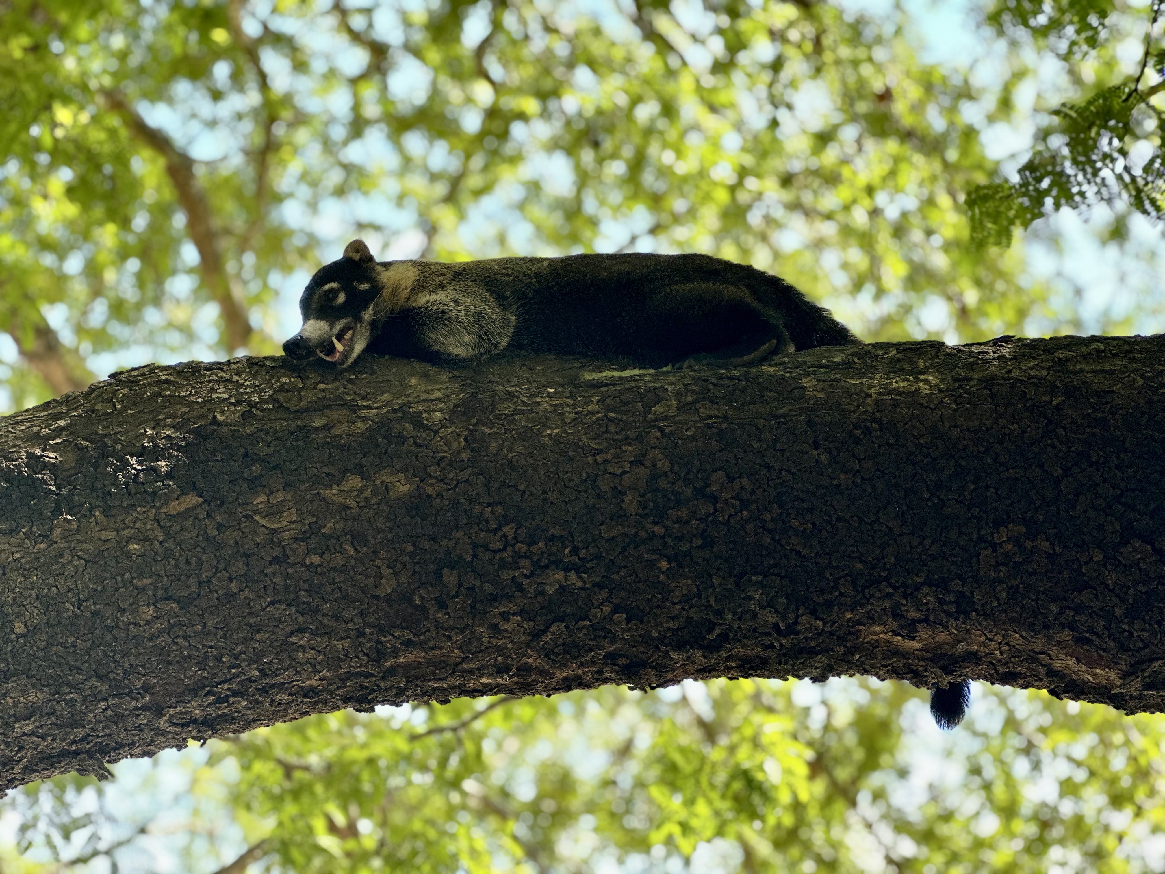 Racoon on the tree