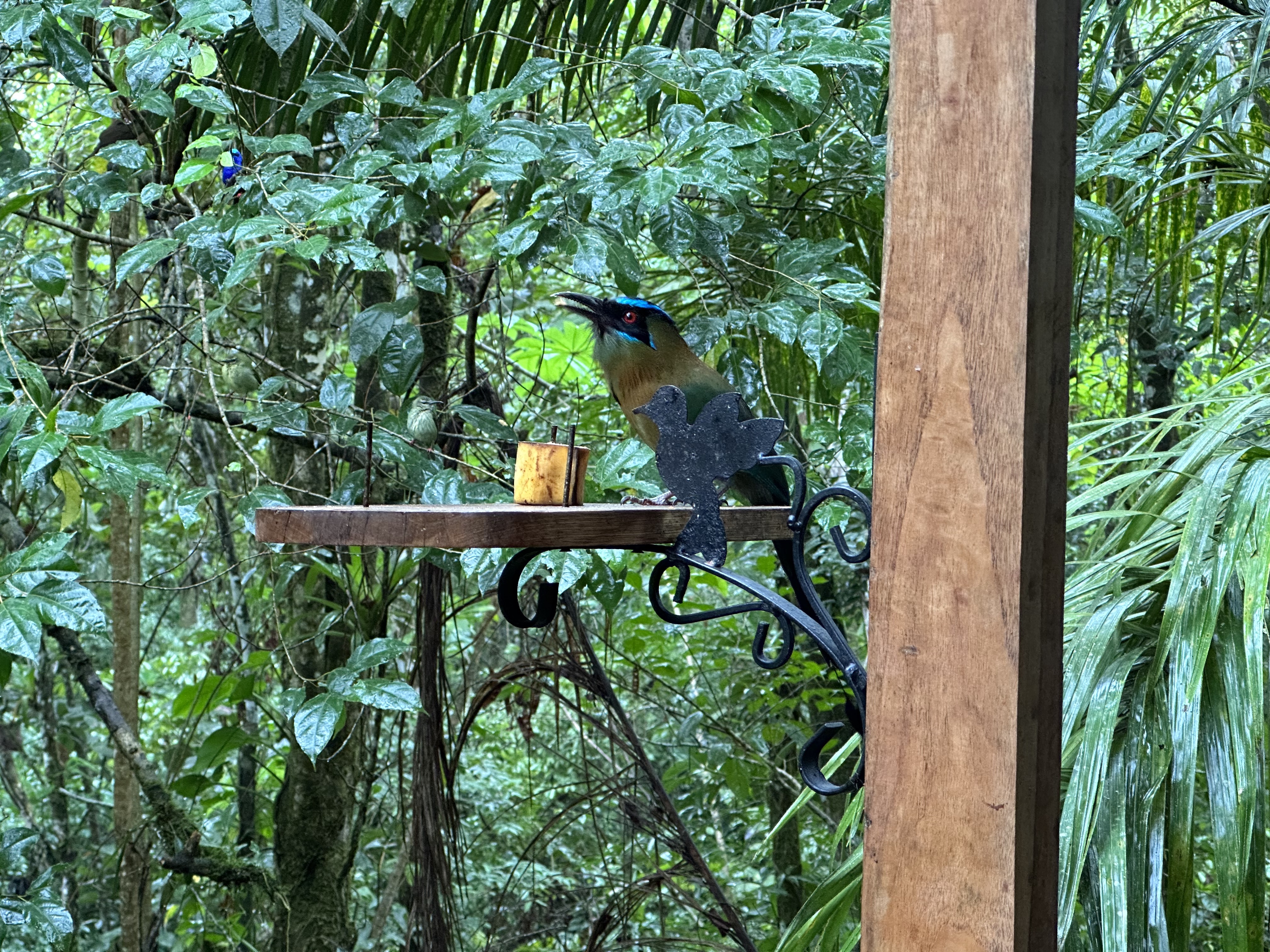 Blue Head Bird