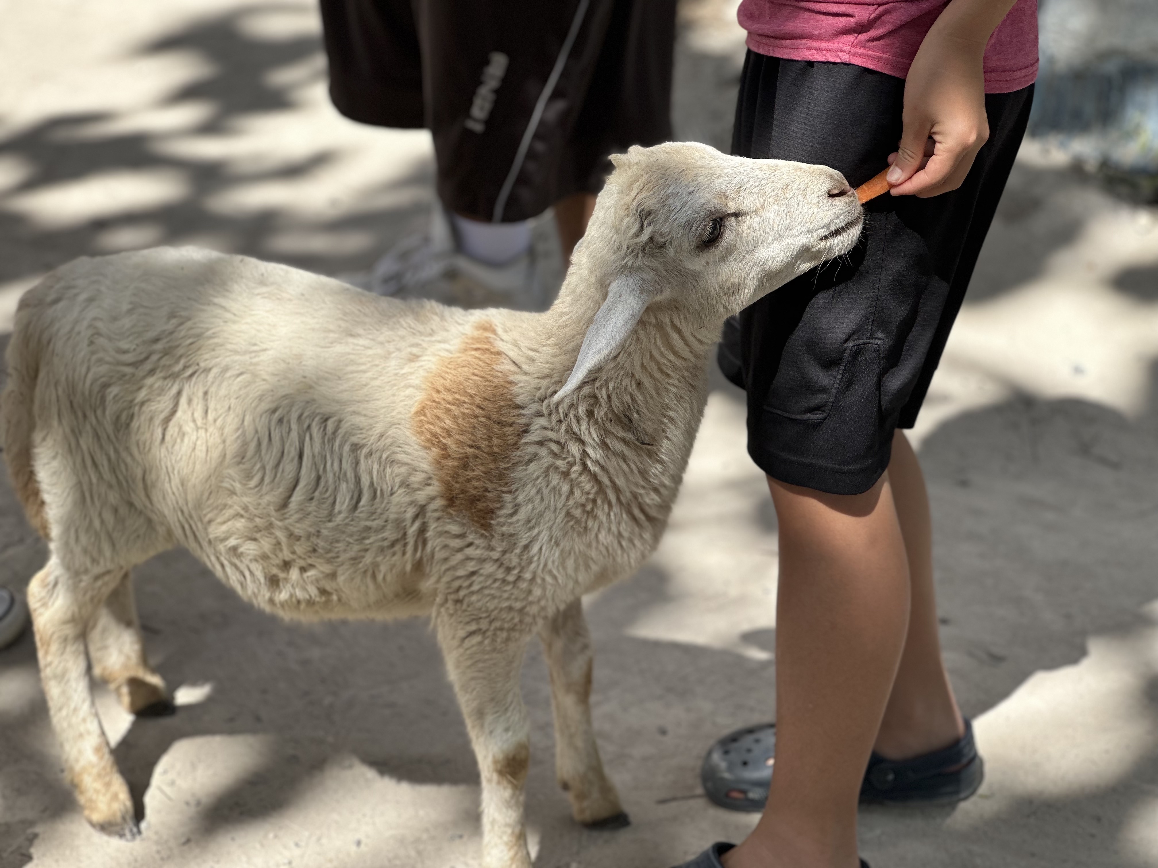 Ryan feeding baby goat