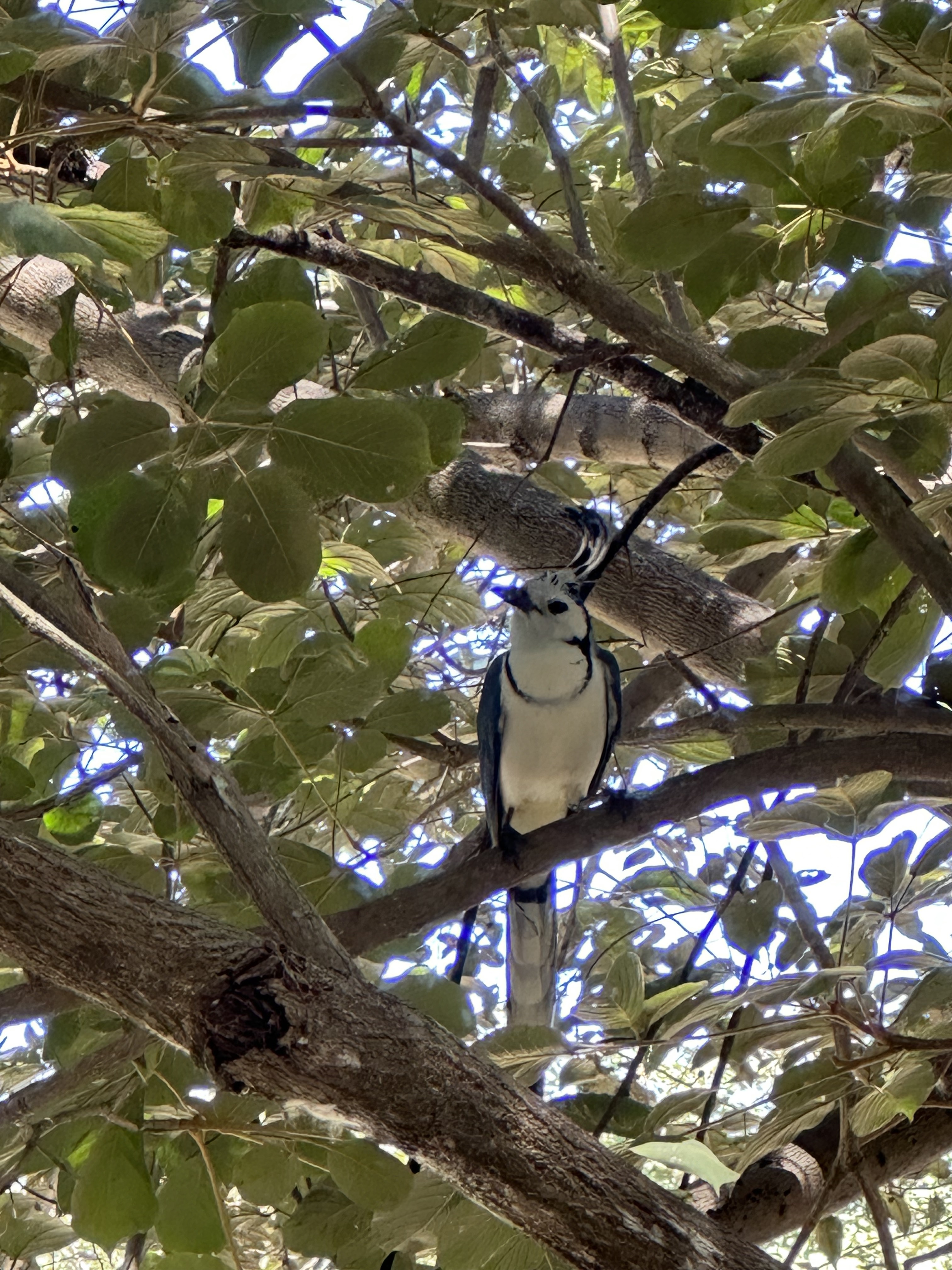 Blue Jay