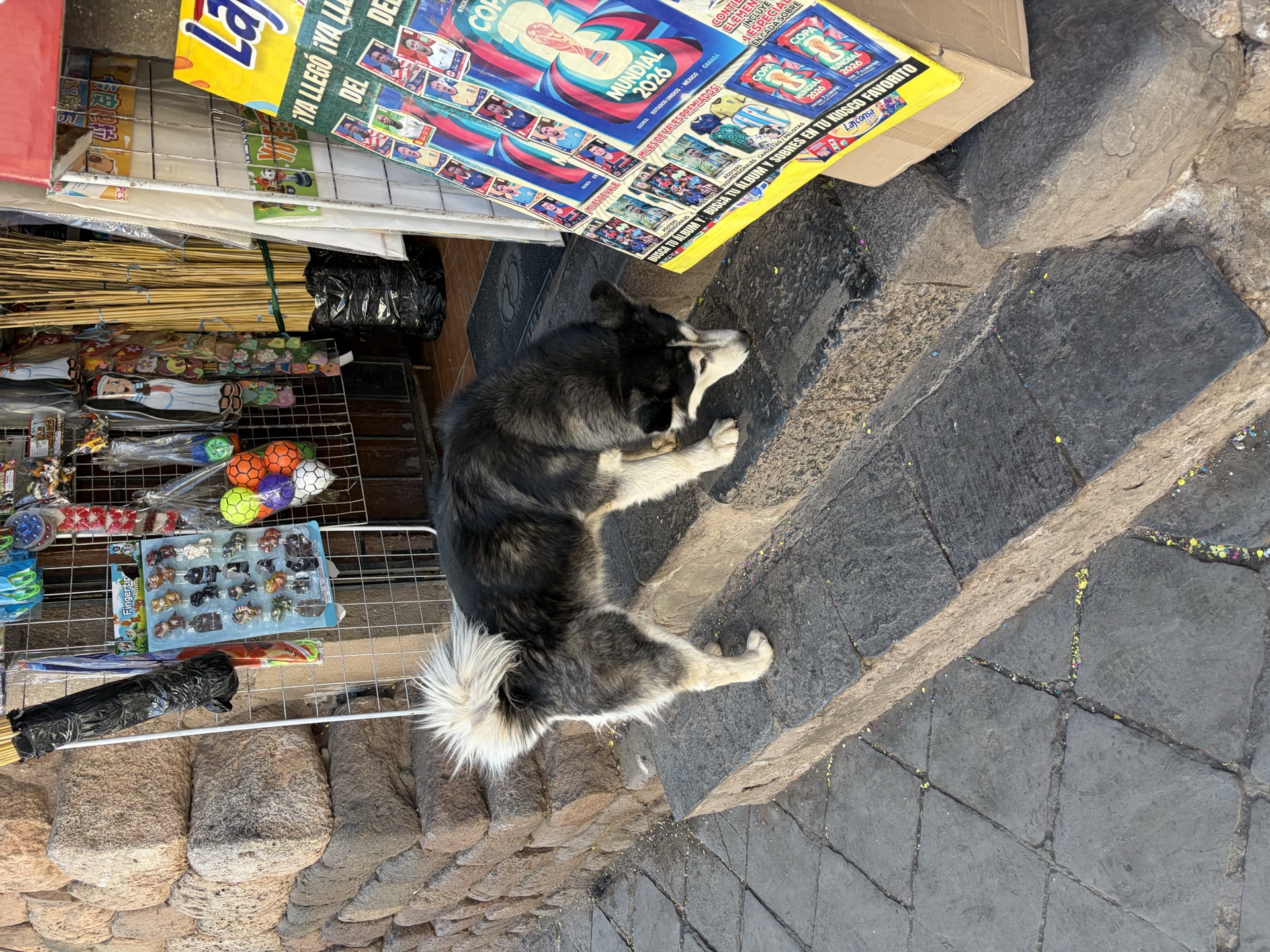 Dog