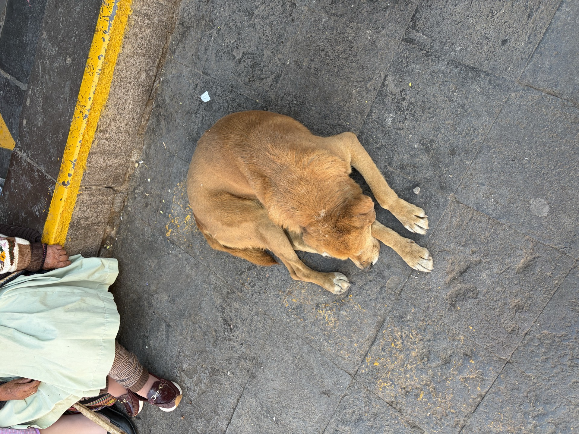 Dog