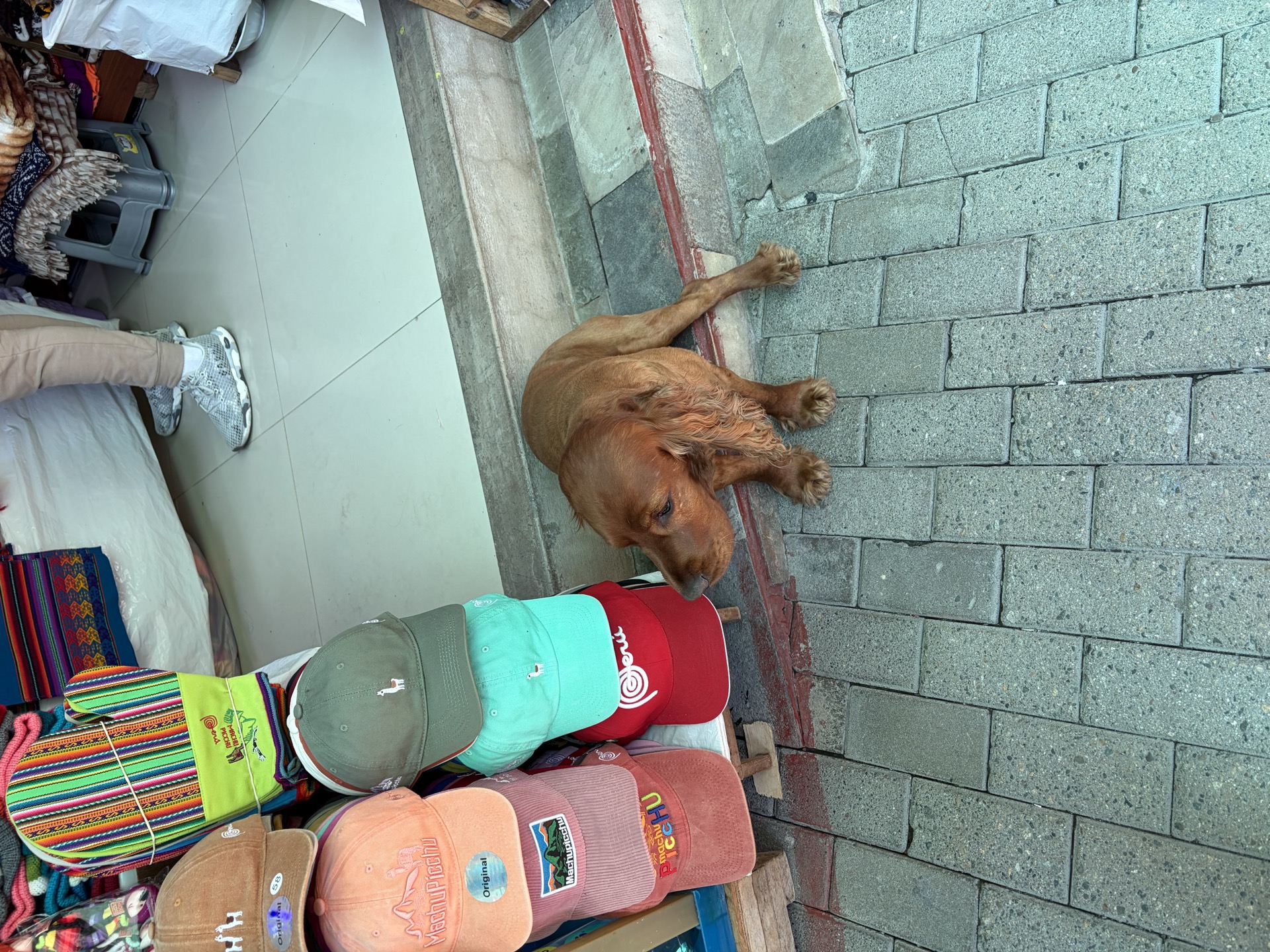 Dog