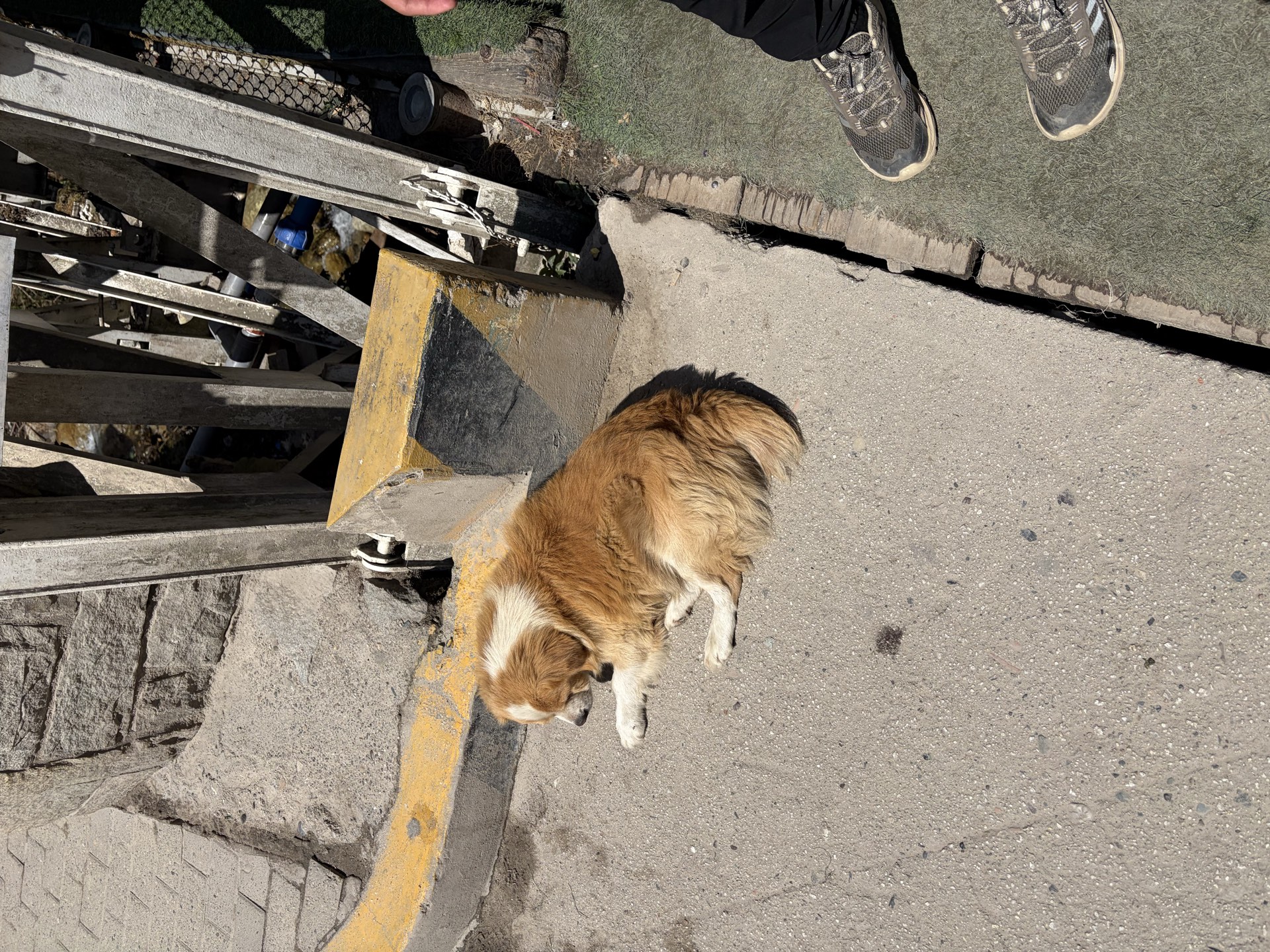 Dog