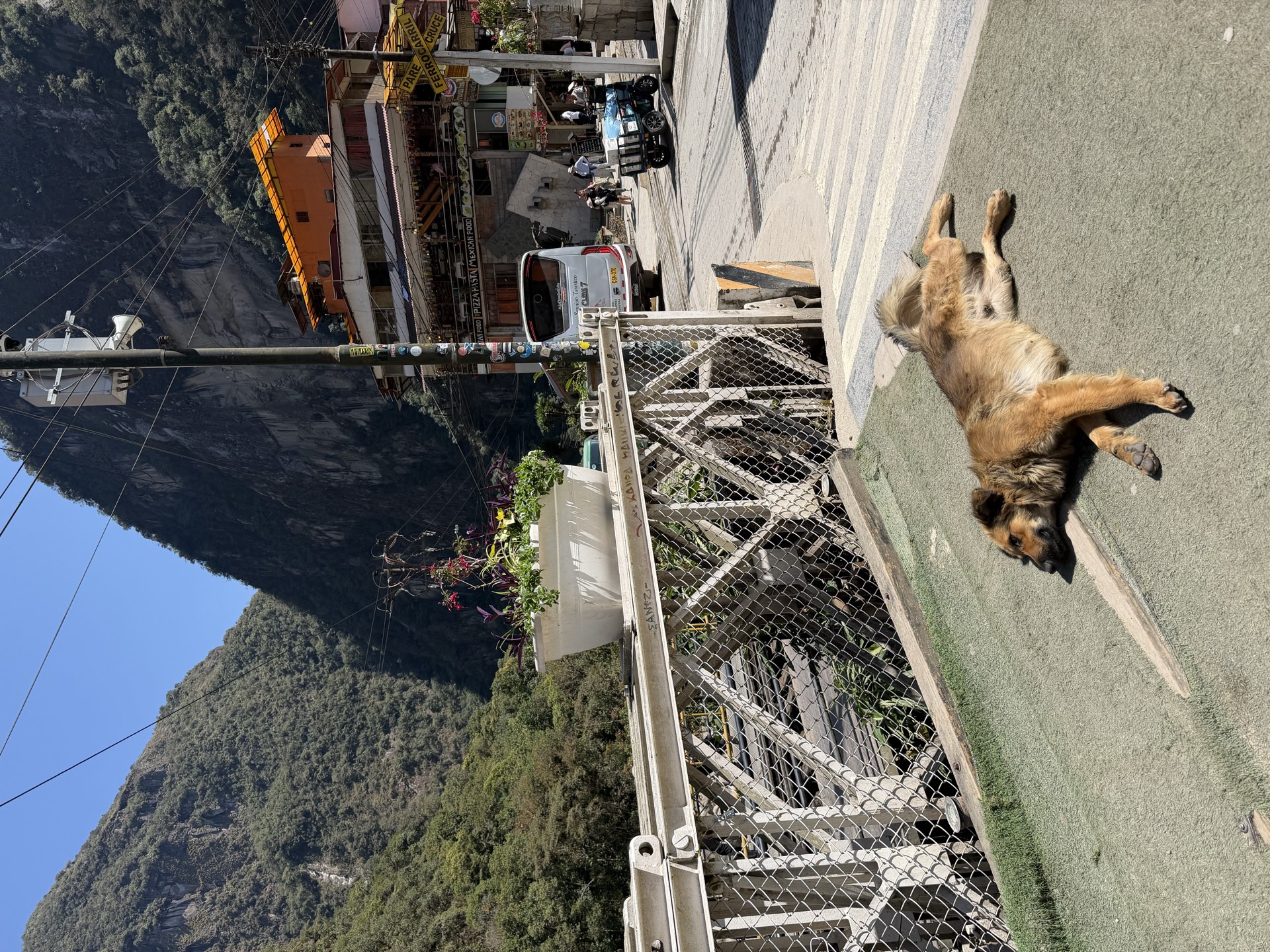 Dog